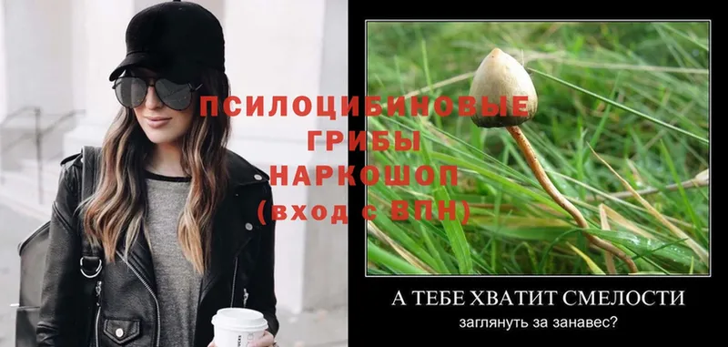 Галлюциногенные грибы Psilocybe  кракен   Йошкар-Ола  купить наркотик 